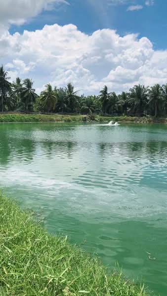 Tanah Pertanian untuk Dijual di Kota Tinggi (Johor) - Kelly Wai - Exterior - PropertyGuru.com.my