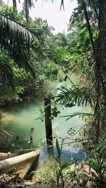 Tanah Pertanian untuk Dijual di Kota Tinggi (Johor) - Kelly Wai - Exterior - PropertyGuru.com.my