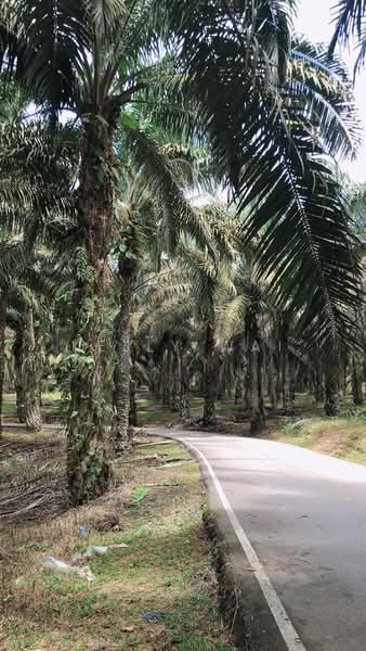 Tanah Pertanian untuk Dijual di Kota Tinggi (Johor) - Kelly Wai - Exterior - PropertyGuru.com.my