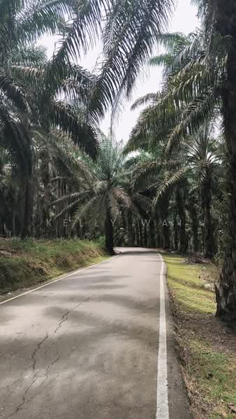 Tanah Pertanian untuk Dijual di Kota Tinggi (Johor) - Kelly Wai - Exterior - PropertyGuru.com.my