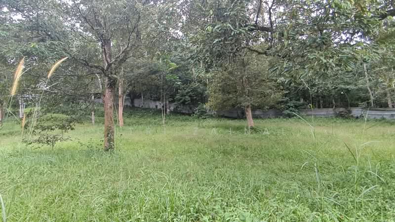 Agricultural Land for Sale in Kampung Baru Sungai Makau (Hulu Langat) - Fitri Zainal - Garden - PropertyGuru.com.my