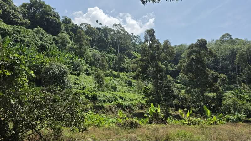 Agricultural Land for Sale in Kuala Kangsar (Perak) - Qazin Khoo - Garden - PropertyGuru.com.my