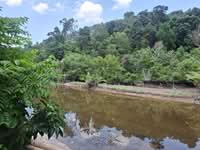For Sale - Kampung Teluk Nipah