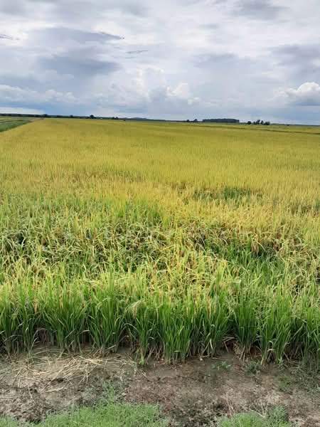 Agricultural Land for Sale in Langkap (Perak) - Eugene Yap - Exterior - PropertyGuru.com.my