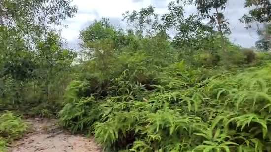 Agricultural Land for Sale in Kampung Sungai Pusu (Gombak) - Ahmad Gadafi Md Nor - PropertyGuru.com.my