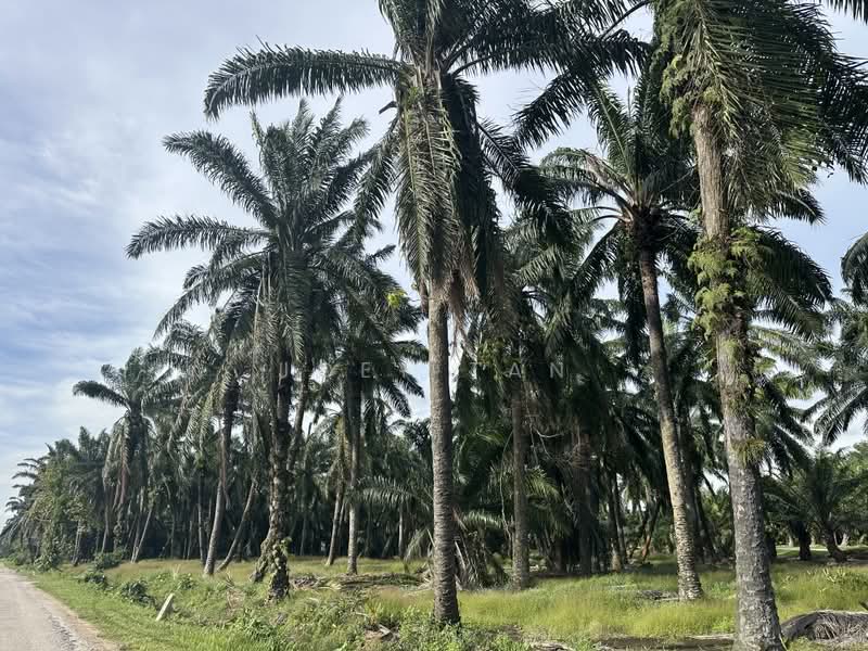 Tanah Pertanian untuk Dijual di Jenjarom (Selangor) - Joey Tan - Exterior - PropertyGuru.com.my