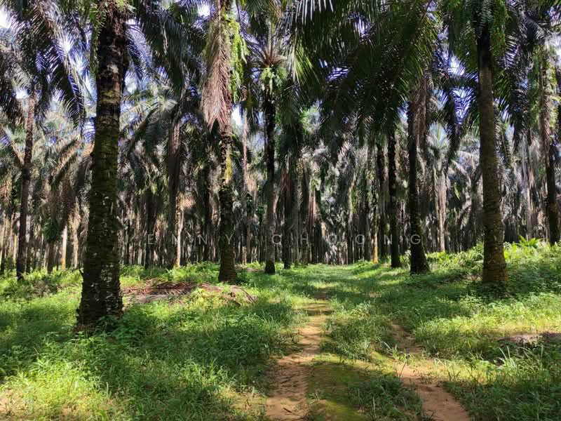 Tanah Pertanian untuk Dijual di Sungkai (Perak) - Jenny Choong - Exterior - PropertyGuru.com.my