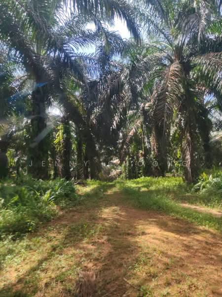 Tanah Pertanian untuk Dijual di Sungkai (Perak) - Jenny Choong - Exterior - PropertyGuru.com.my