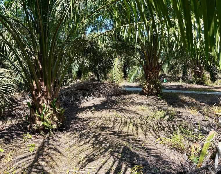 Agricultural Land for Sale in Batu Pahat (Johor) - Victor Lim - PropertyGuru.com.my