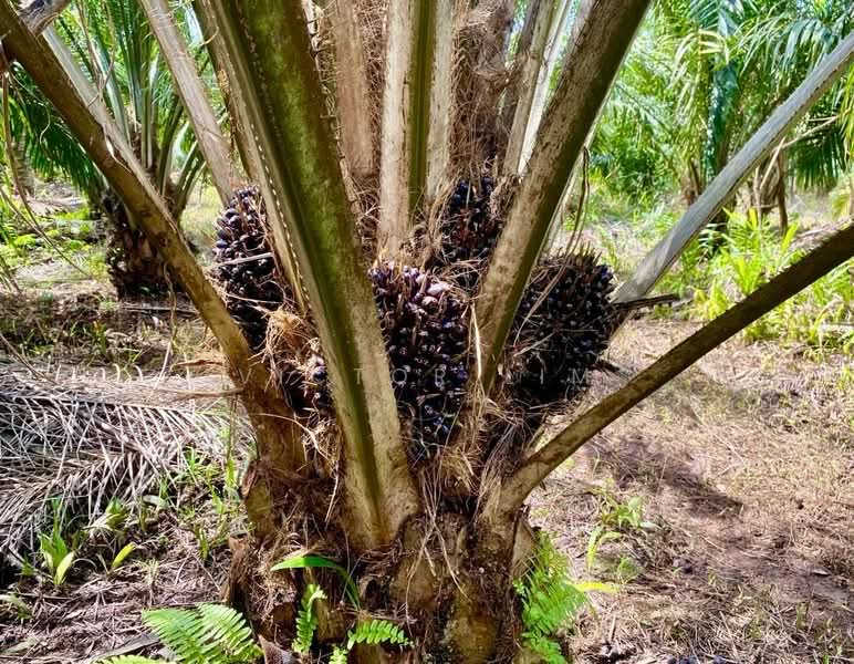 Agricultural Land for Sale in Batu Pahat (Johor) - Victor Lim - PropertyGuru.com.my