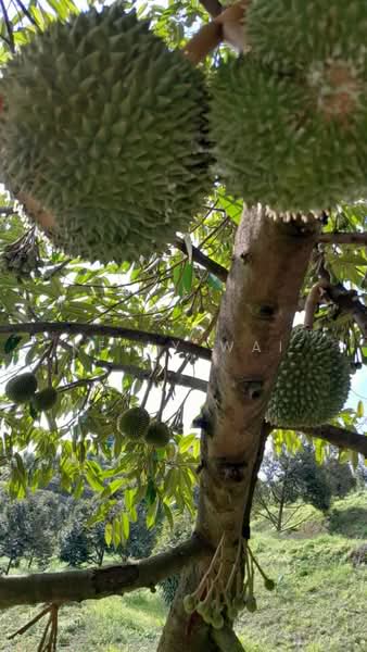 Agricultural Land for Sale in Rembau (Negeri Sembilan) - Kelly Wai - PropertyGuru.com.my