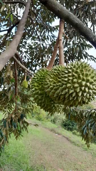Agricultural Land for Sale in Rembau (Negeri Sembilan) - Kelly Wai - PropertyGuru.com.my