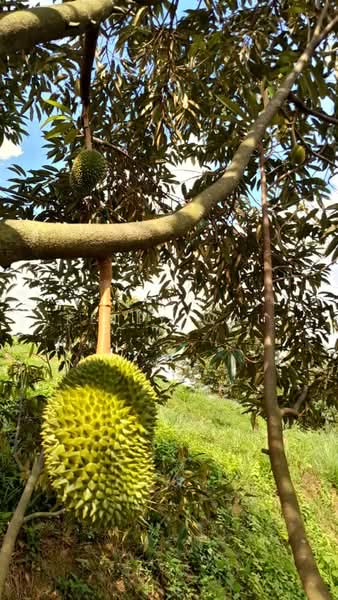 Agricultural Land for Sale in Rembau (Negeri Sembilan) - Kelly Wai - Garden - PropertyGuru.com.my