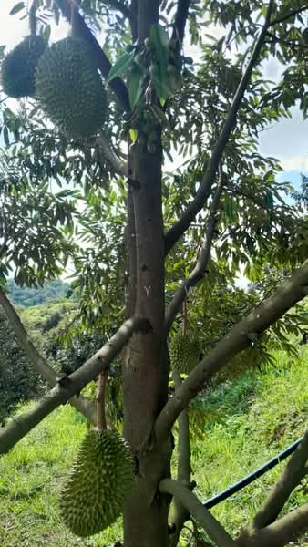 Agricultural Land for Sale in Rembau (Negeri Sembilan) - Kelly Wai - Exterior - PropertyGuru.com.my