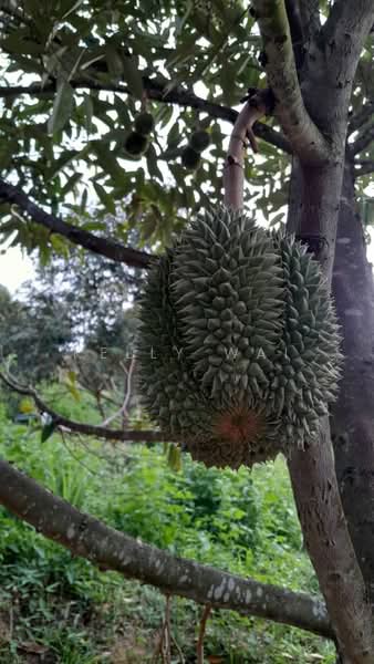 Agricultural Land for Sale in Rembau (Negeri Sembilan) - Kelly Wai - PropertyGuru.com.my