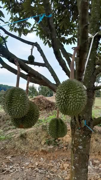 Agricultural Land for Sale in Rembau (Negeri Sembilan) - Kelly Wai - Exterior - PropertyGuru.com.my