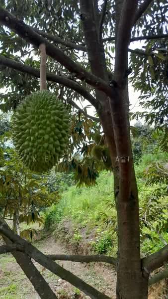 Agricultural Land for Sale in Rembau (Negeri Sembilan) - Kelly Wai - Garden - PropertyGuru.com.my
