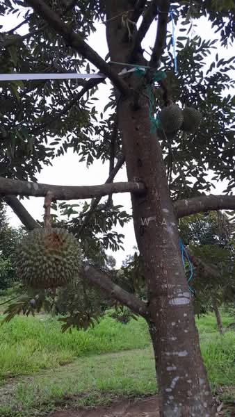 Agricultural Land for Sale in Rembau (Negeri Sembilan) - Kelly Wai - Garden - PropertyGuru.com.my