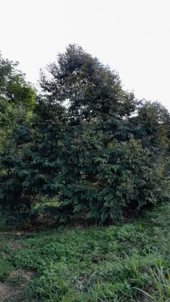 Agricultural Land for Sale in Rembau (Negeri Sembilan) - Kelly Wai - Garden - PropertyGuru.com.my