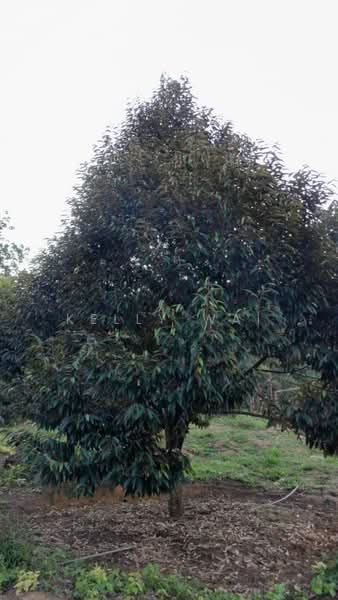 Agricultural Land for Sale in Rembau (Negeri Sembilan) - Kelly Wai - Garden - PropertyGuru.com.my