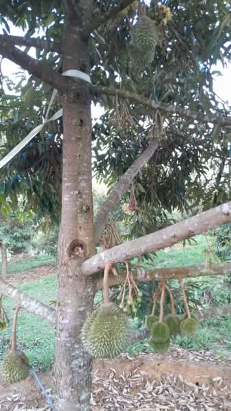 Agricultural Land for Sale in Rembau (Negeri Sembilan) - Kelly Wai - Garden - PropertyGuru.com.my