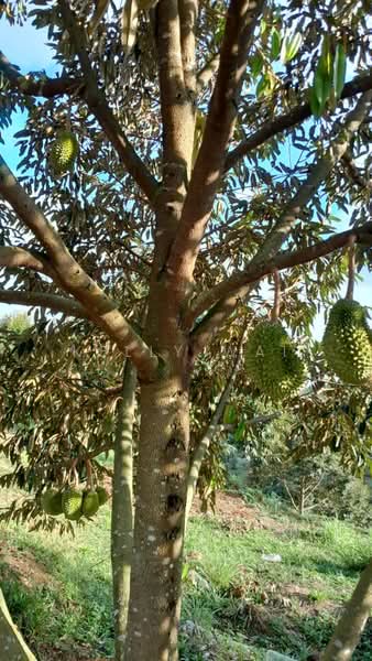 Agricultural Land for Sale in Rembau (Negeri Sembilan) - Kelly Wai - Garden - PropertyGuru.com.my