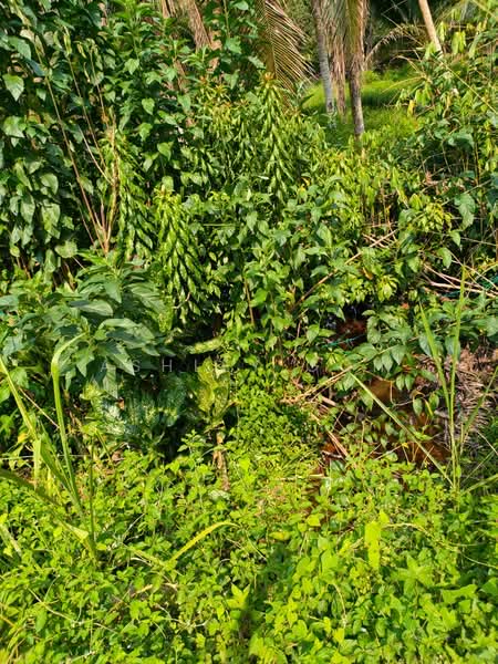 Agricultural Land for Sale in Taman Mawai (Kota Tinggi) - Ashley Goh - PropertyGuru.com.my