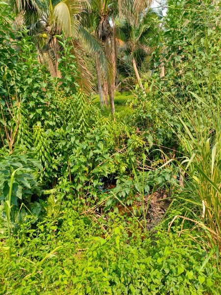Agricultural Land for Sale in Taman Mawai (Kota Tinggi) - Ashley Goh - PropertyGuru.com.my