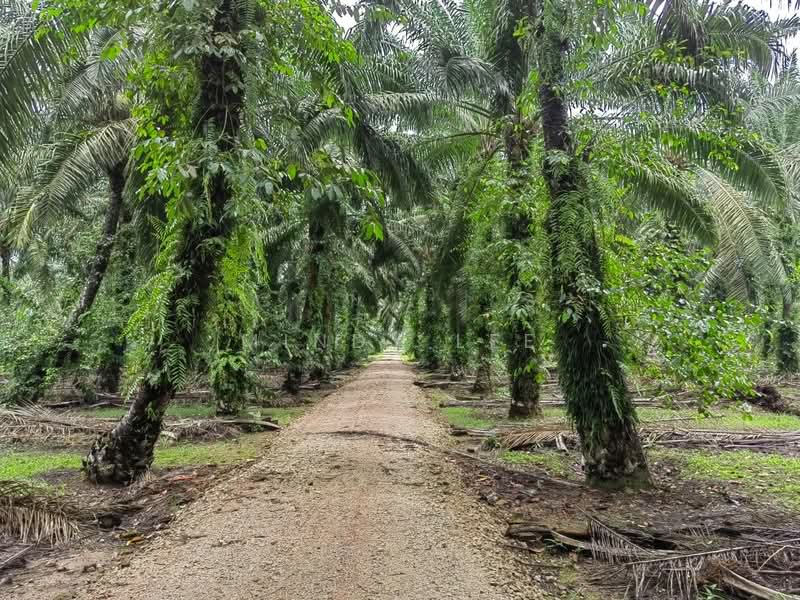 Tanah Pertanian untuk Dijual di Ayer Baloi (Johor) - Mindy Lee - PropertyGuru.com.my