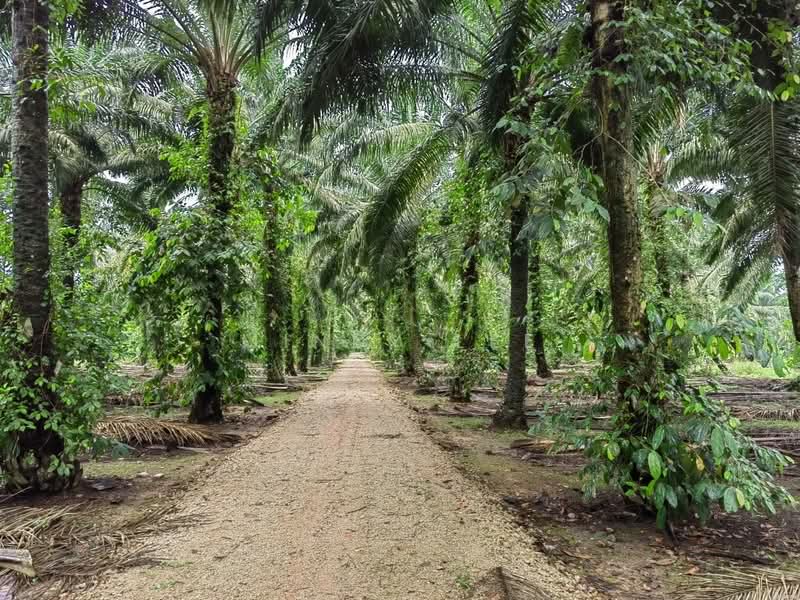 Tanah Pertanian untuk Dijual di Ayer Baloi (Johor) - Mindy Lee - PropertyGuru.com.my