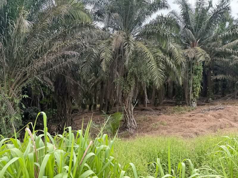 Tanah Perindustrian untuk Dijual di Pekan Nanas (Johor) - Kelly Wai - Garden - PropertyGuru.com.my