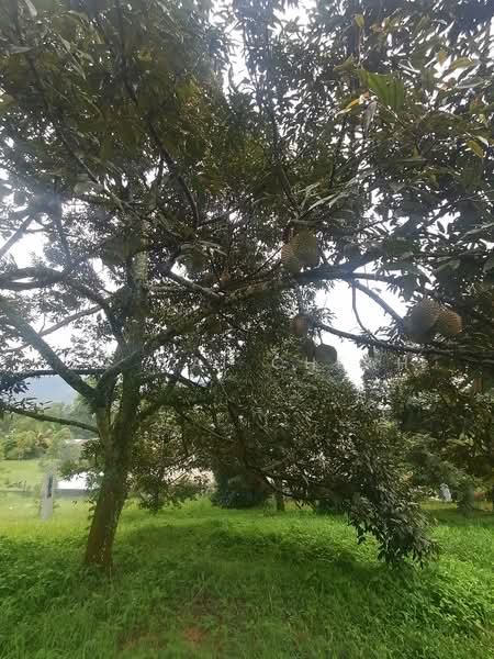 Agricultural Land for Sale in Pantai (Negeri Sembilan) - Lu Wai Cheah - PropertyGuru.com.my