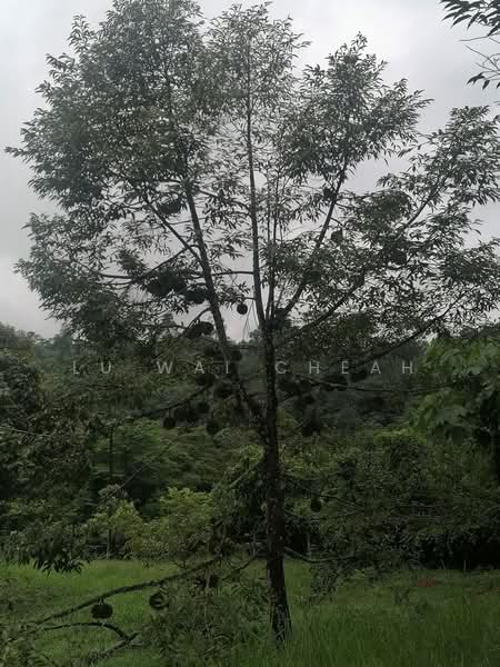 Agricultural Land for Sale in Pantai (Negeri Sembilan) - Lu Wai Cheah - PropertyGuru.com.my