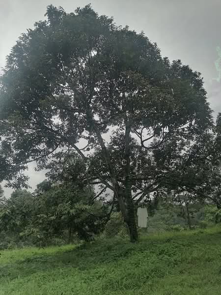 Agricultural Land for Sale in Pantai (Negeri Sembilan) - Lu Wai Cheah - PropertyGuru.com.my