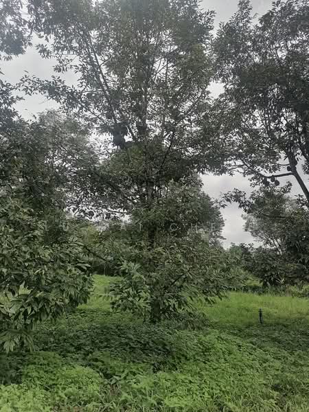 Agricultural Land for Sale in Pantai (Negeri Sembilan) - Lu Wai Cheah - PropertyGuru.com.my