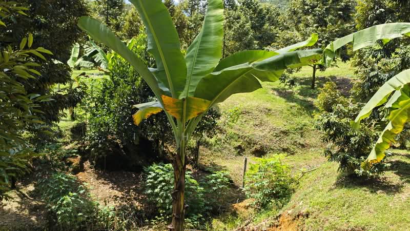 Agricultural Land for Sale in Kerling (Selangor) - Iz Hakim - Garden - PropertyGuru.com.my