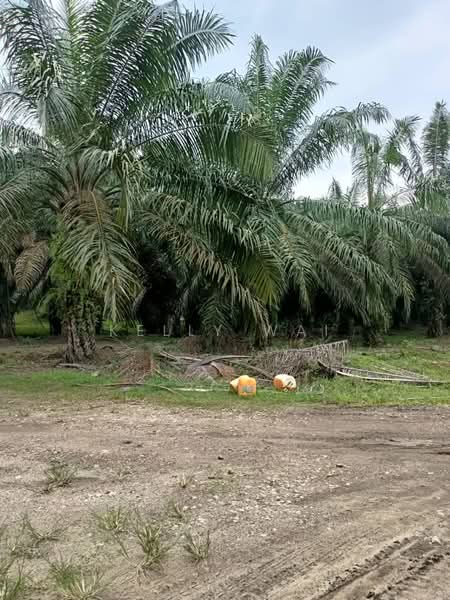 Tanah Pertanian untuk Dijual di Kuala Pilah (Negeri Sembilan) - Kelly Wai - Exterior - PropertyGuru.com.my