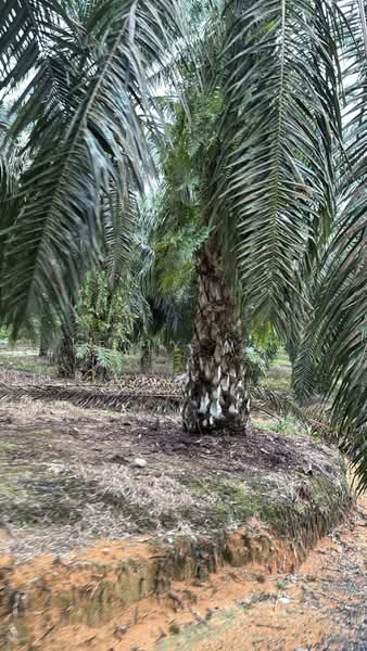 Tanah Pertanian untuk Dijual di Kota Tinggi (Johor) - Kelly Wai - Exterior - PropertyGuru.com.my