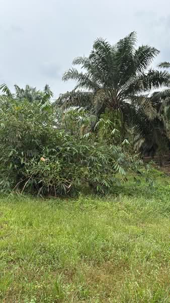 Tanah Pertanian untuk Dijual di Kota Tinggi (Johor) - Kelly Wai - Garden - PropertyGuru.com.my