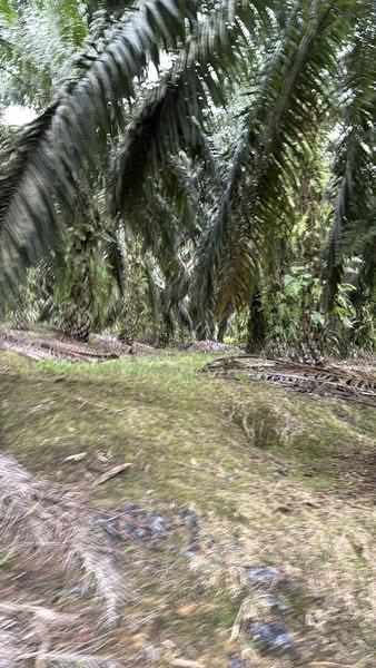 Tanah Pertanian untuk Dijual di Kota Tinggi (Johor) - Kelly Wai - PropertyGuru.com.my
