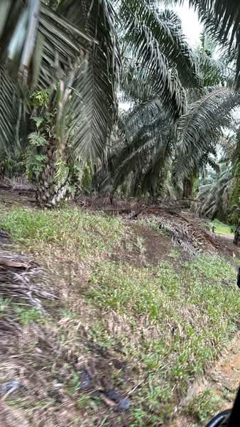 Tanah Pertanian untuk Dijual di Kota Tinggi (Johor) - Kelly Wai - Exterior - PropertyGuru.com.my
