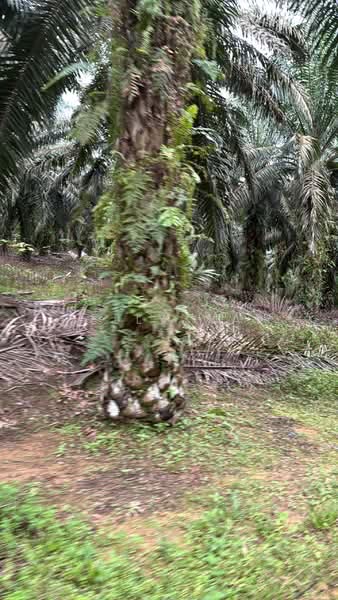Tanah Pertanian untuk Dijual di Kota Tinggi (Johor) - Kelly Wai - Exterior - PropertyGuru.com.my