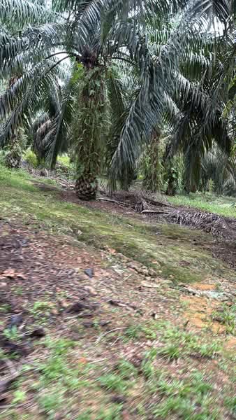 Tanah Pertanian untuk Dijual di Kota Tinggi (Johor) - Kelly Wai - Exterior - PropertyGuru.com.my
