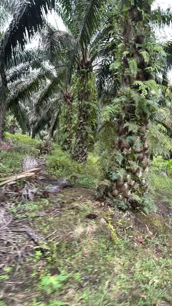 Tanah Pertanian untuk Dijual di Kota Tinggi (Johor) - Kelly Wai - Exterior - PropertyGuru.com.my