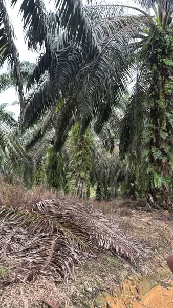 Tanah Pertanian untuk Dijual di Kota Tinggi (Johor) - Kelly Wai - Exterior - PropertyGuru.com.my