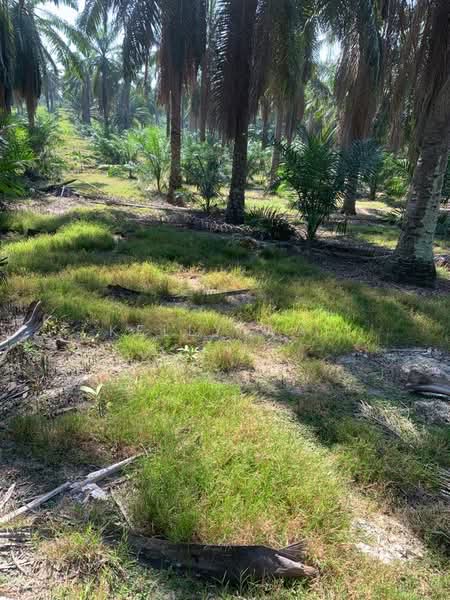 Agricultural Land for Sale in Kampung Baru Kemayan (Triang) - Kelly Wai - Exterior - PropertyGuru.com.my
