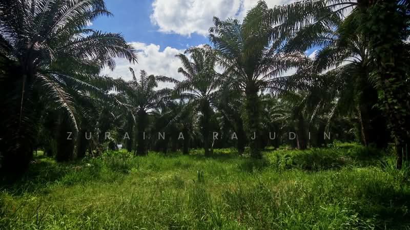 Agricultural Land for Sale in Telok Panglima Garang (Selangor) - Zuraina Rajudin - Garden - PropertyGuru.com.my