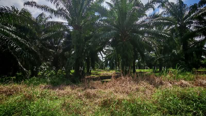 Agricultural Land for Sale in Telok Panglima Garang (Selangor) - Zuraina Rajudin - Garden - PropertyGuru.com.my
