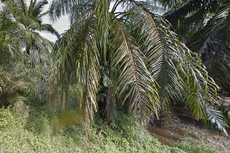 Agricultural Land for Sale in Jeram (Selangor) - Wong Ye Lien PhD - Exterior - PropertyGuru.com.my