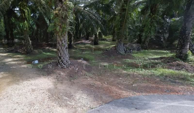 Agricultural Land for Sale in Jeram (Selangor) - Wong Ye Lien PhD - Garden - PropertyGuru.com.my